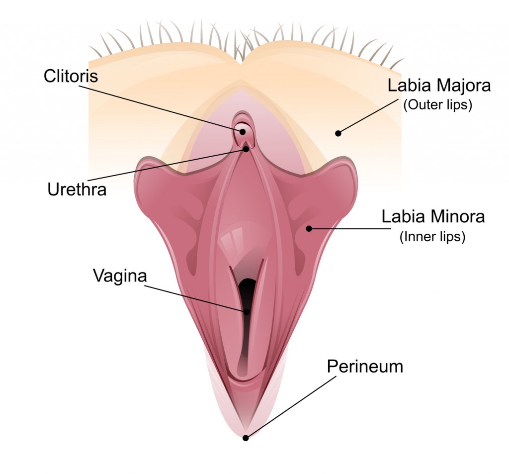 Vaginal detailed diagram